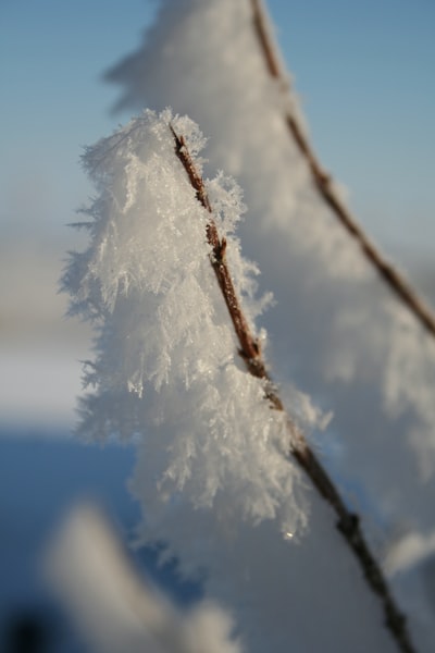 树枝上的雪